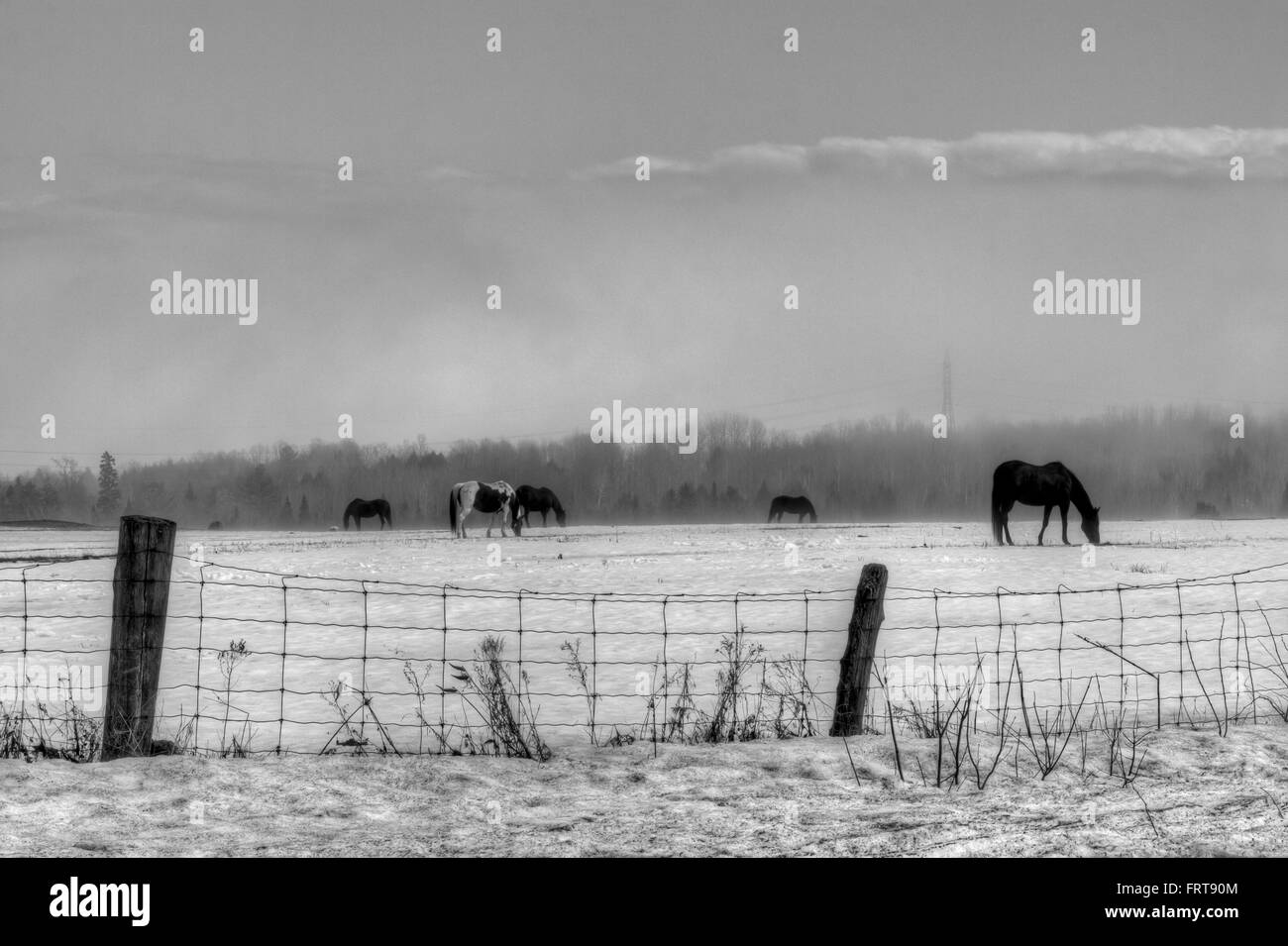 Quatre chevaux sur la glace d'un pâturage. Image en noir et blanc. Banque D'Images