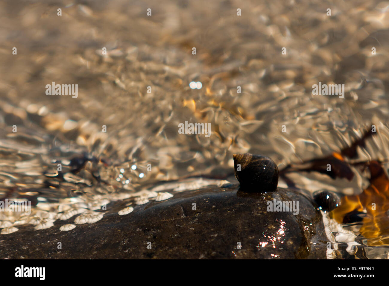 Escargot accrochant à un rocher, en courant la marée. Banque D'Images