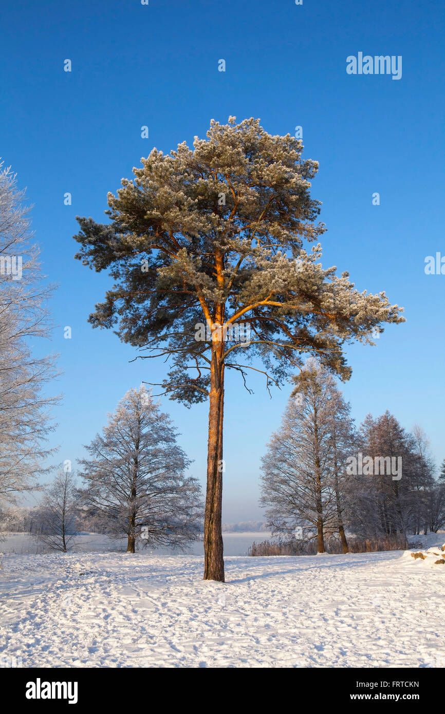 Le pin sylvestre (Pinus sylvestris L.) en hiver. Banque D'Images