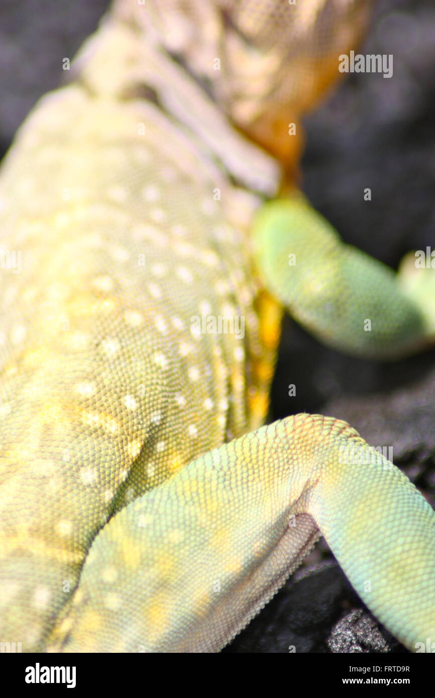 Jambes Sèches Peau Lézard