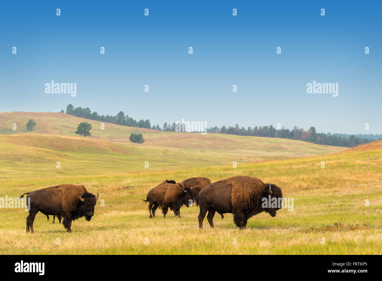 Voir des bisons dans le parc d'État Custer dans les Black Hills dans le Dakota du Sud Banque D'Images