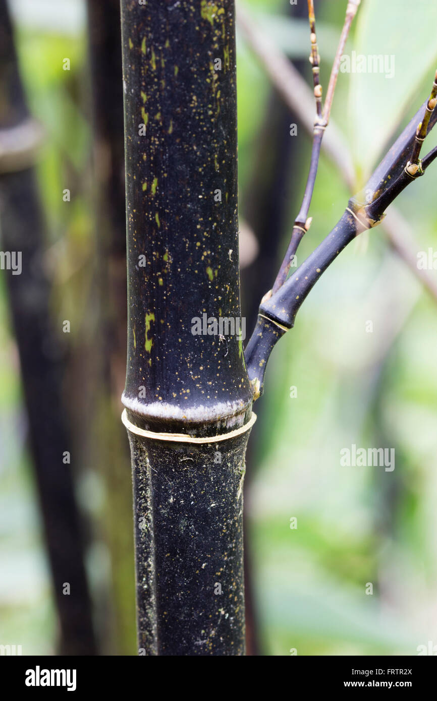 De la tige de bambou noire evergreen, Phyllostachys nigra. Tiges deviennent noires dans leur deuxième année. Banque D'Images