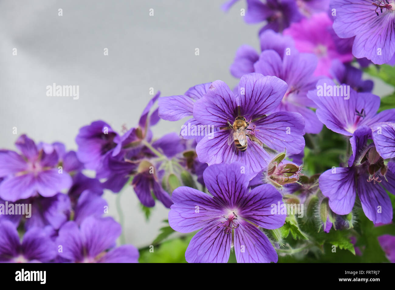 Géranium sanguin violet avec une abeille assis juste au centre, la collecte du pollen. Banque D'Images