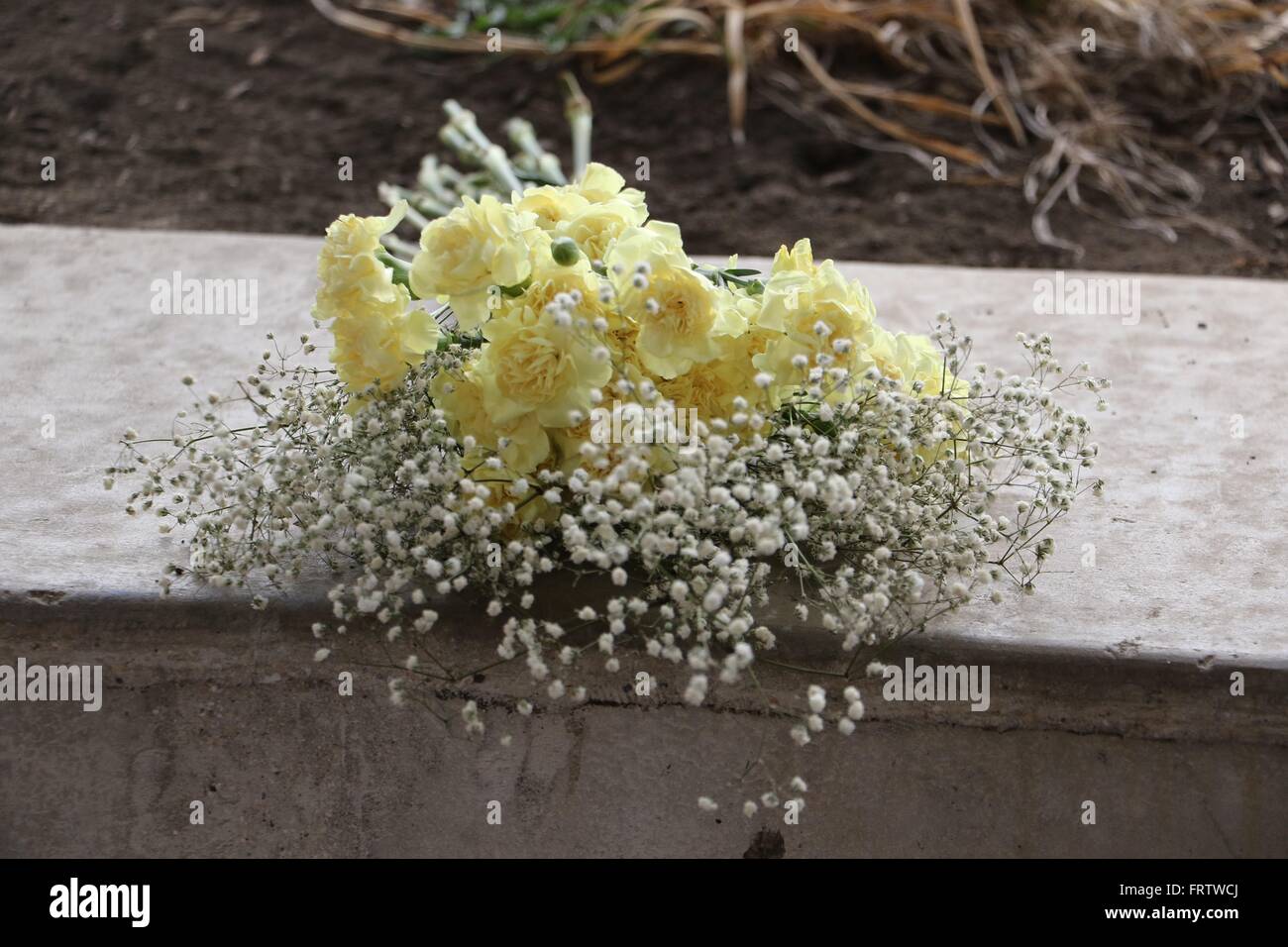 Oeillets jaune et blanc baby's-breath allongé sur un bord Banque D'Images