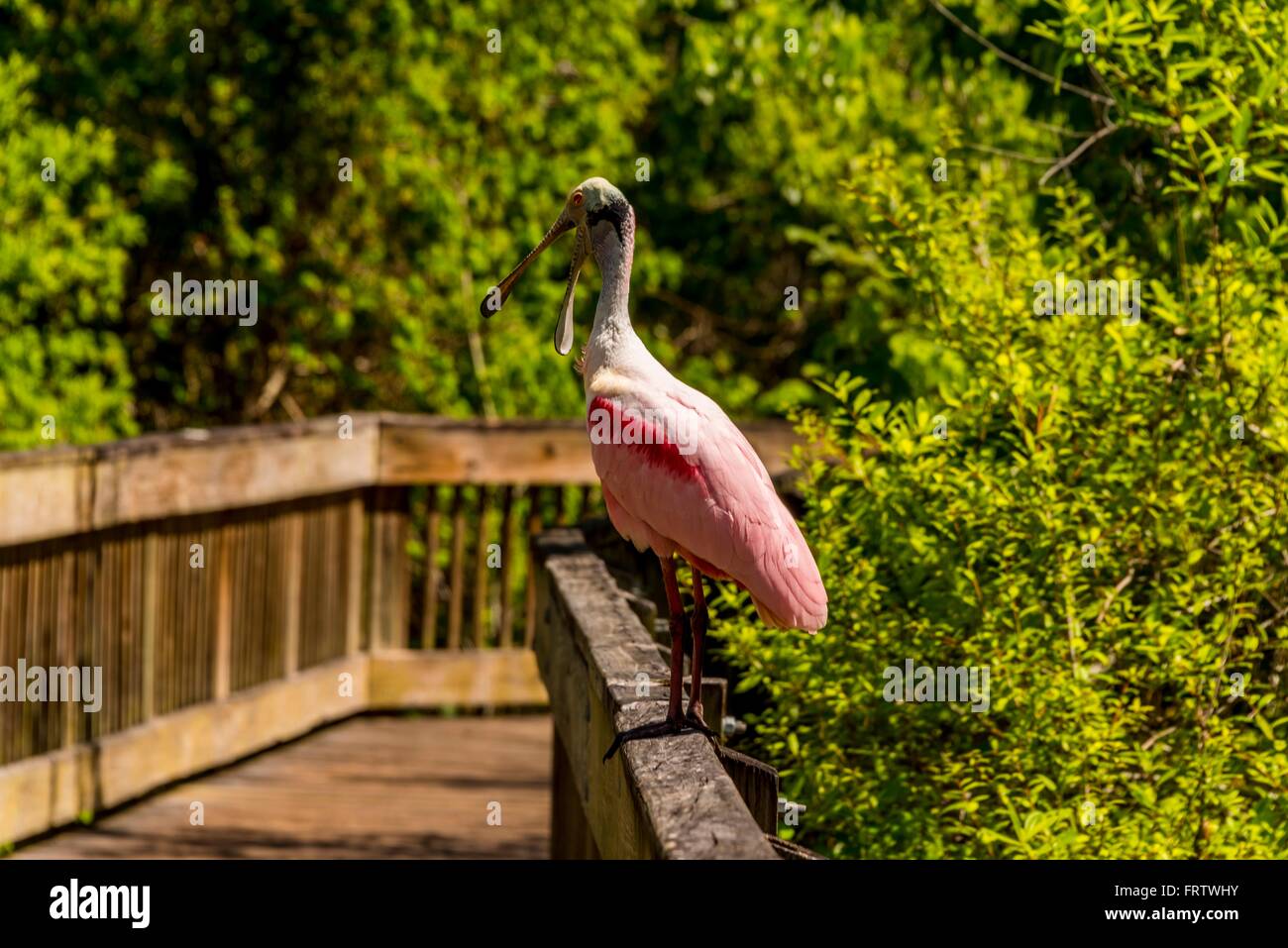 Roseate Spoonbill Banque D'Images