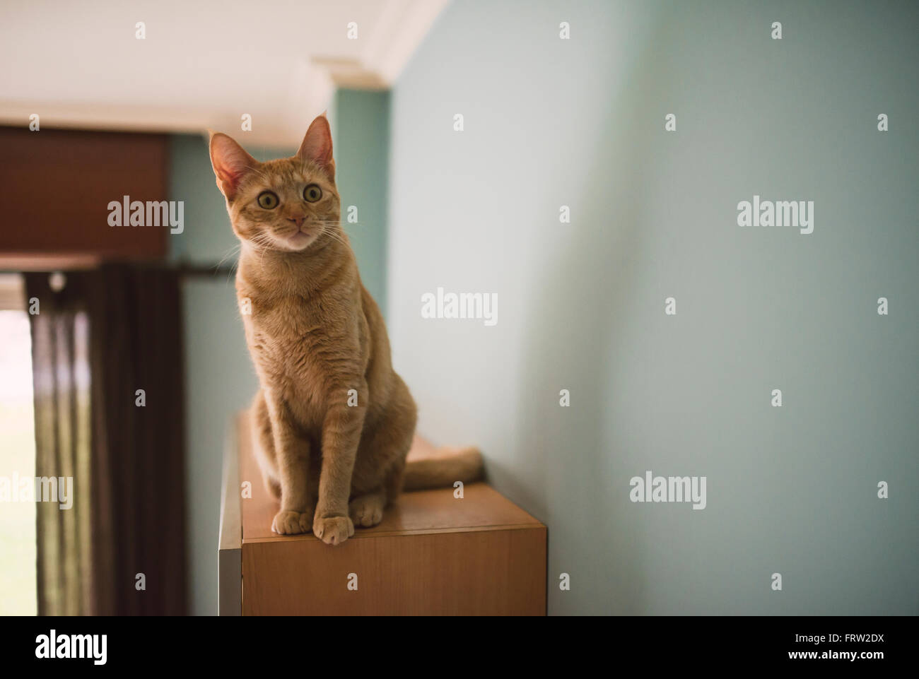 Portrait De Avec Chat Tigre Assis Sur Le Dessus De L Armoire A La Maison Photo Stock Alamy
