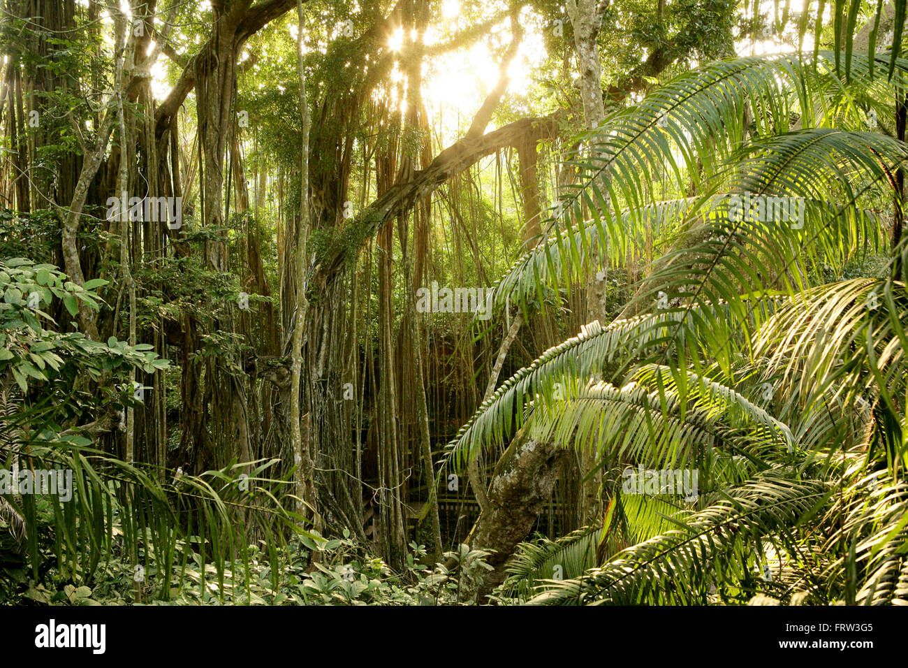 L'INDONÉSIE, Bali, la forêt des singes sacrés Banque D'Images