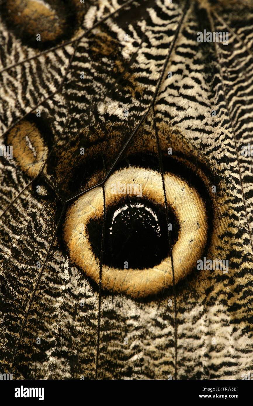 Close up of eye des taches sur l'ailes de papillon Hibou géant, Caligo idomeneus Banque D'Images