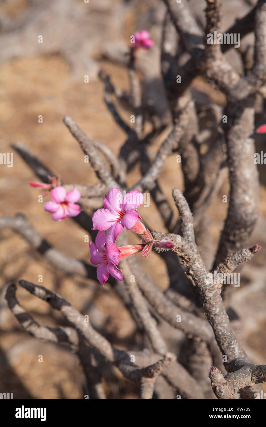 Desert Rose, Jebel Samhan dans les montagnes du Dhofar, Oman. Banque D'Images