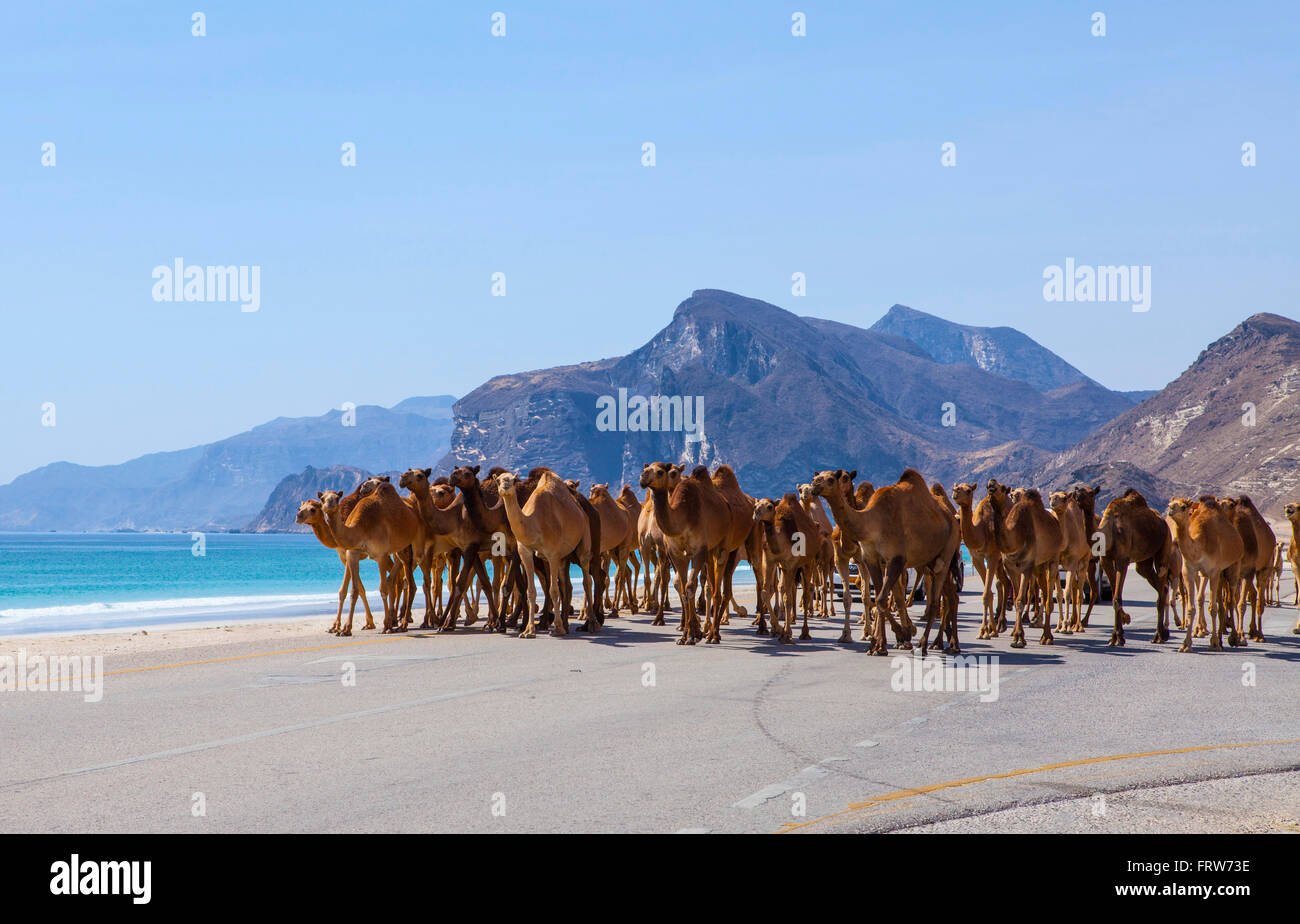 Les chameaux traversent la route près de Mascate, Oman. Banque D'Images