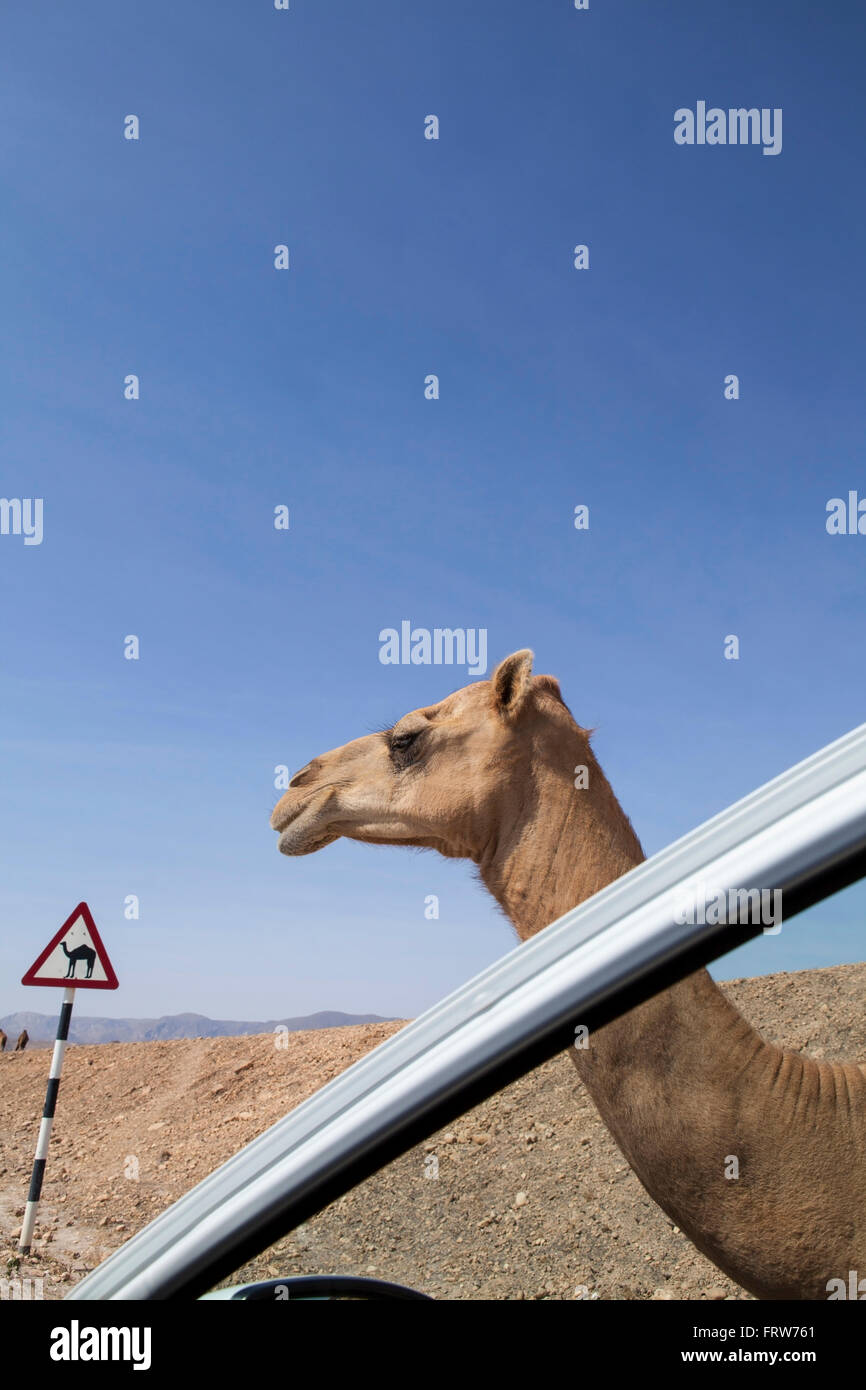 Panneau routier d'avertissement de chameau dans le Dhofar, Oman. Banque D'Images