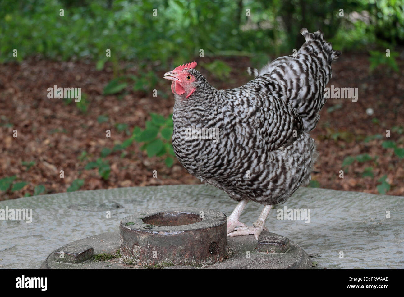 Poulet Plymouth Rock Caractéristiques YJCY — free download