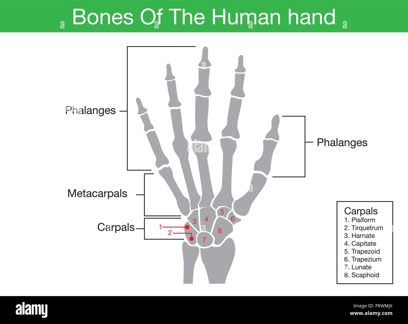 Schéma de l'anatomie des bras humains Banque de photographies et d