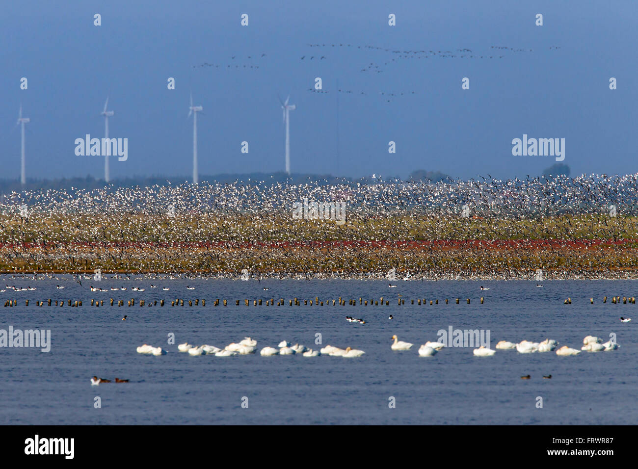 Le Bécasseau variable (Calidris alpina), troupeau de bécasseau variable en vol, le parc national de la mer des Wadden, Schleswig-Holstein, Allemagne Banque D'Images
