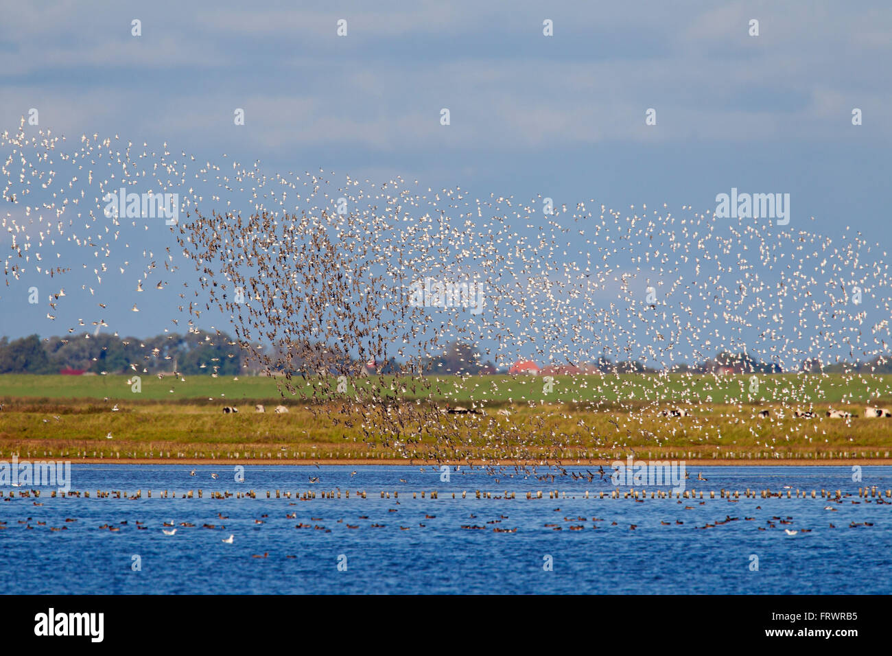 Le Bécasseau variable (Calidris alpina), troupeau de bécasseau variable en vol, le parc national de la mer des Wadden, Schleswig-Holstein, Allemagne Banque D'Images