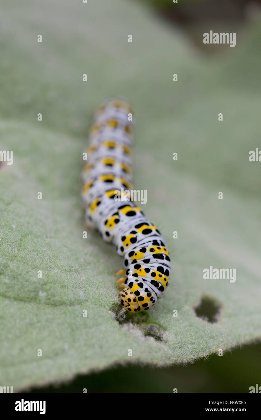 Mullein Moth ; Shargacucullia verbasci Caterpillar seul sur des feuilles de Molène Cornwall ; UK Banque D'Images