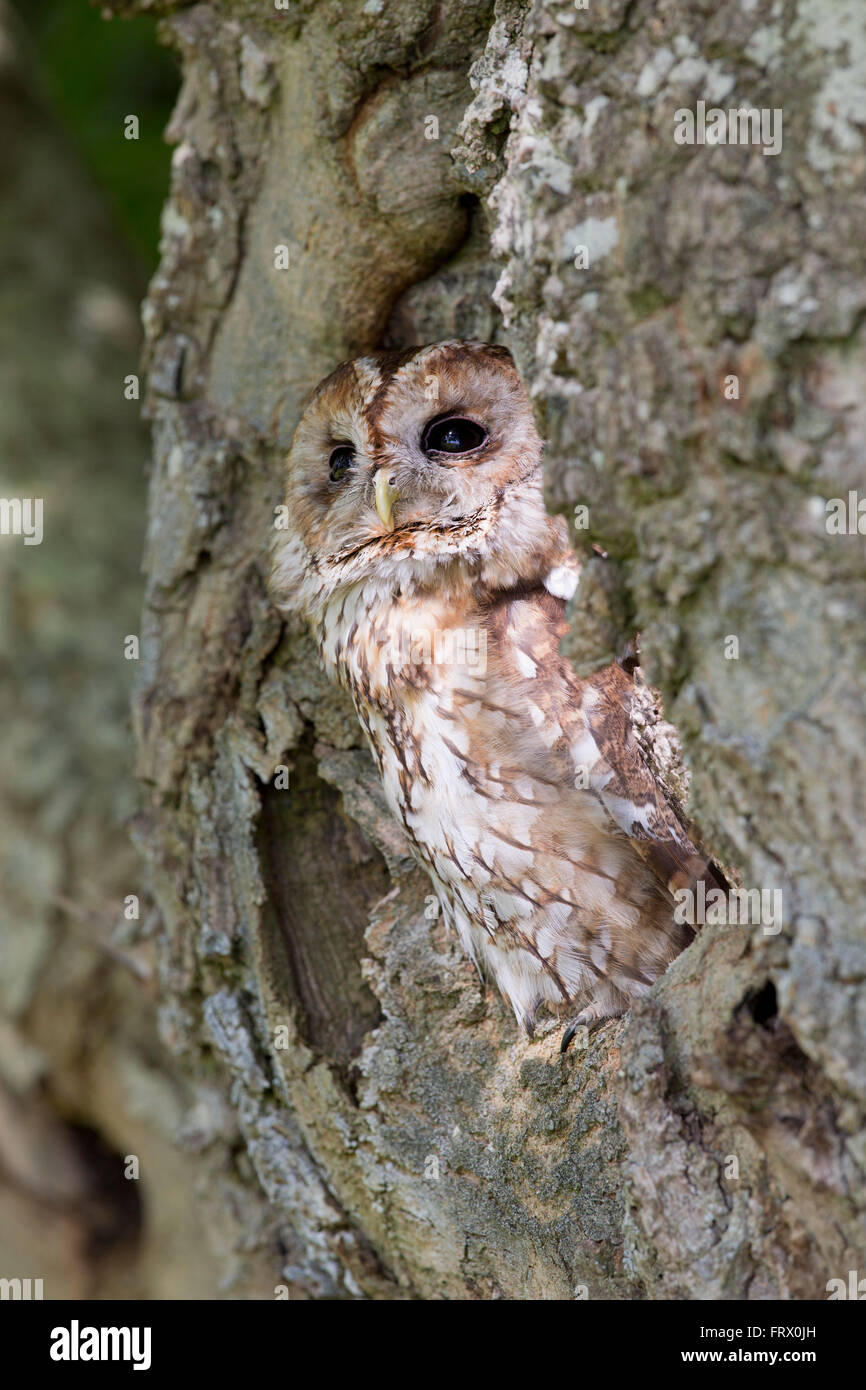 Chouette hulotte Strix Aluco enr. ; ; dans l'arbre ; Cornwall, UK Banque D'Images