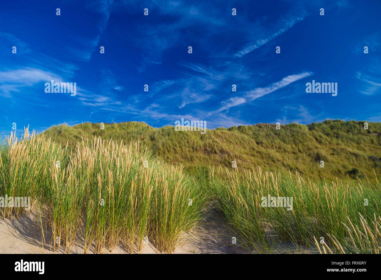 Dunes à De Haan, côte de la mer du nord Belge contre cirrus et stratus et Reed Grass Banque D'Images