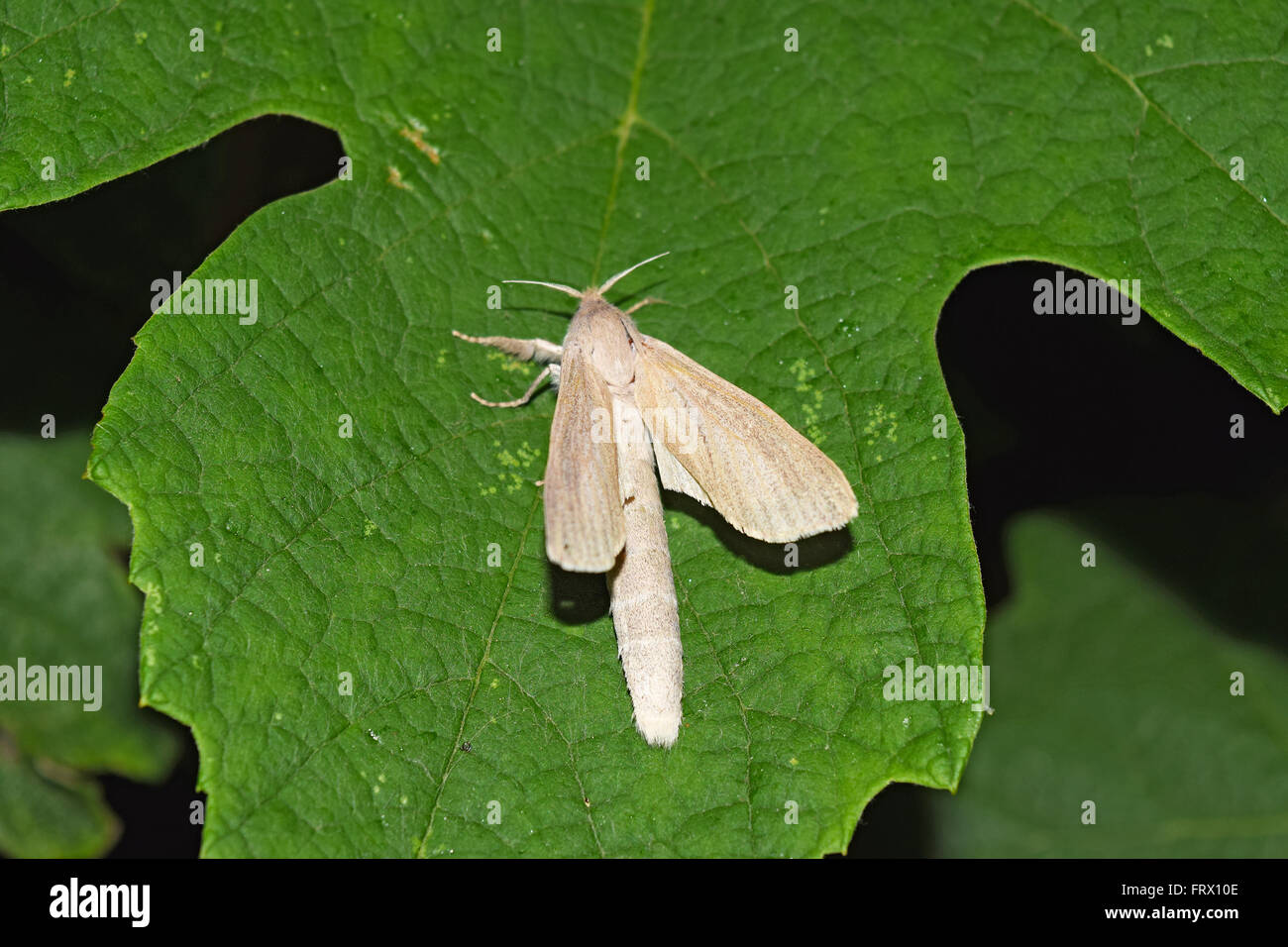 Nuit Papillon Blanc Papillon De Nuit Sur Une Feuille De Raisin Femme Papillon Blanc Avec Un Gros Ventre Photo Stock Alamy