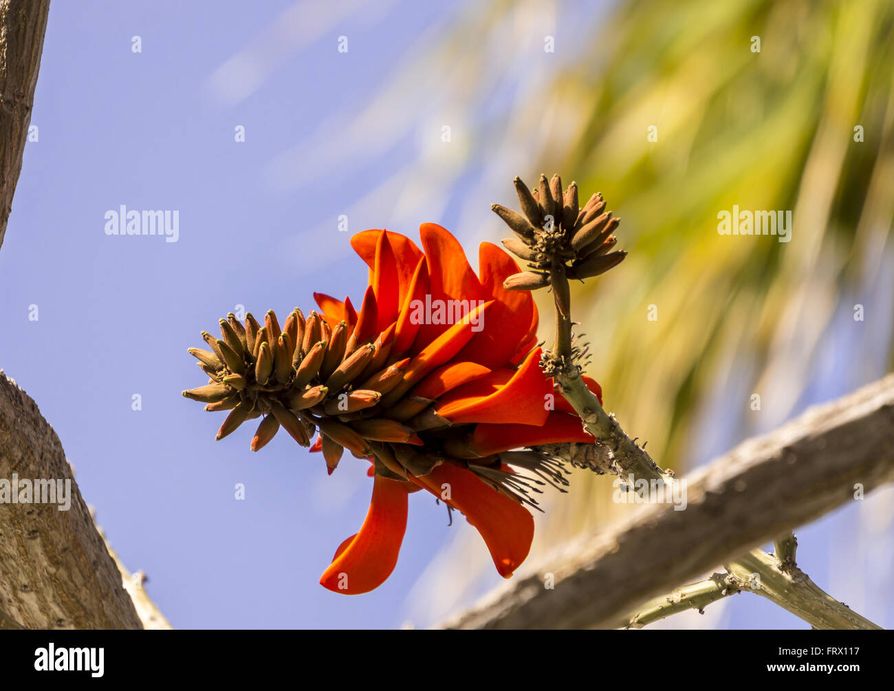 Plante à fleurs tropicales Erythrina crist-galli : nom commun Coral Tree - Flame Tree. Banque D'Images Plante à fleurs tropicales Erythrina crist-galli : nom commun Coral Tree - Flame Tree. Banque D'Images