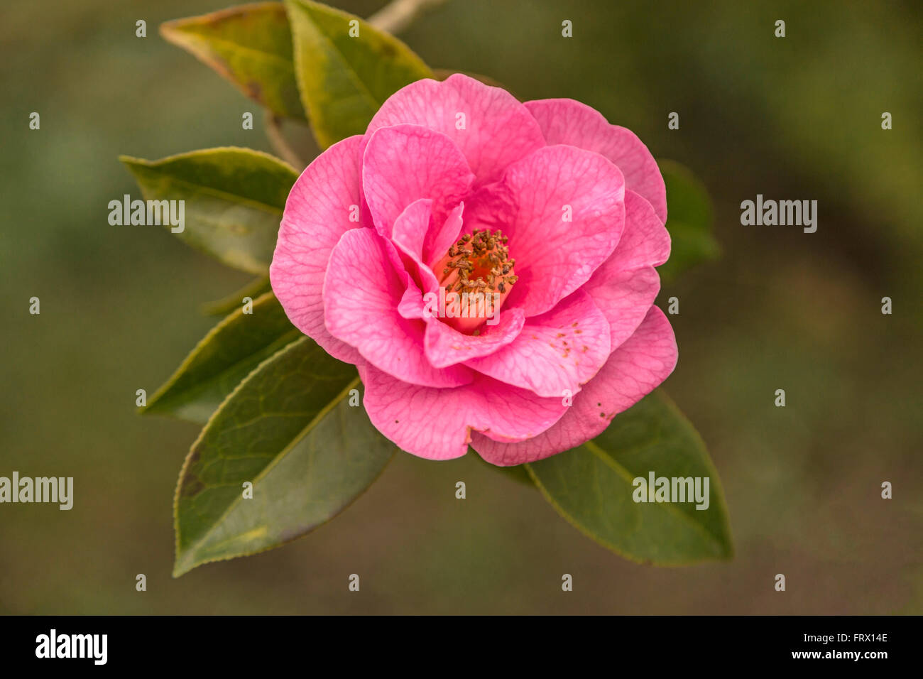 Temps de floraison : Printemps Camellia dans le jardins à l'Italienne au Hall, Eckington Renishaw, dans le Derbyshire, Angleterre, Royaume-Uni. Banque D'Images