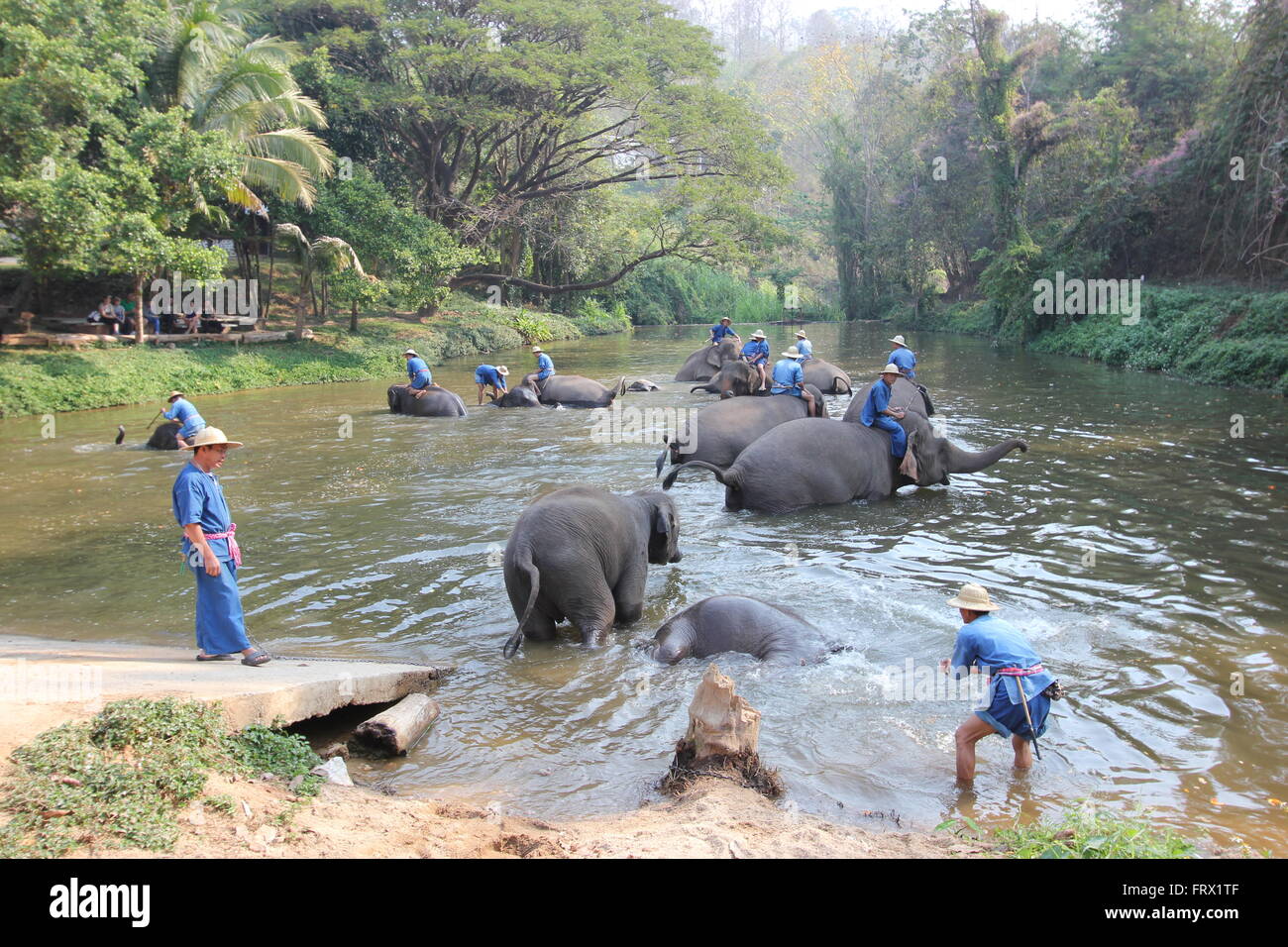 Les éléphants en captivité, Wiang Tan, Thaïlande Banque D'Images