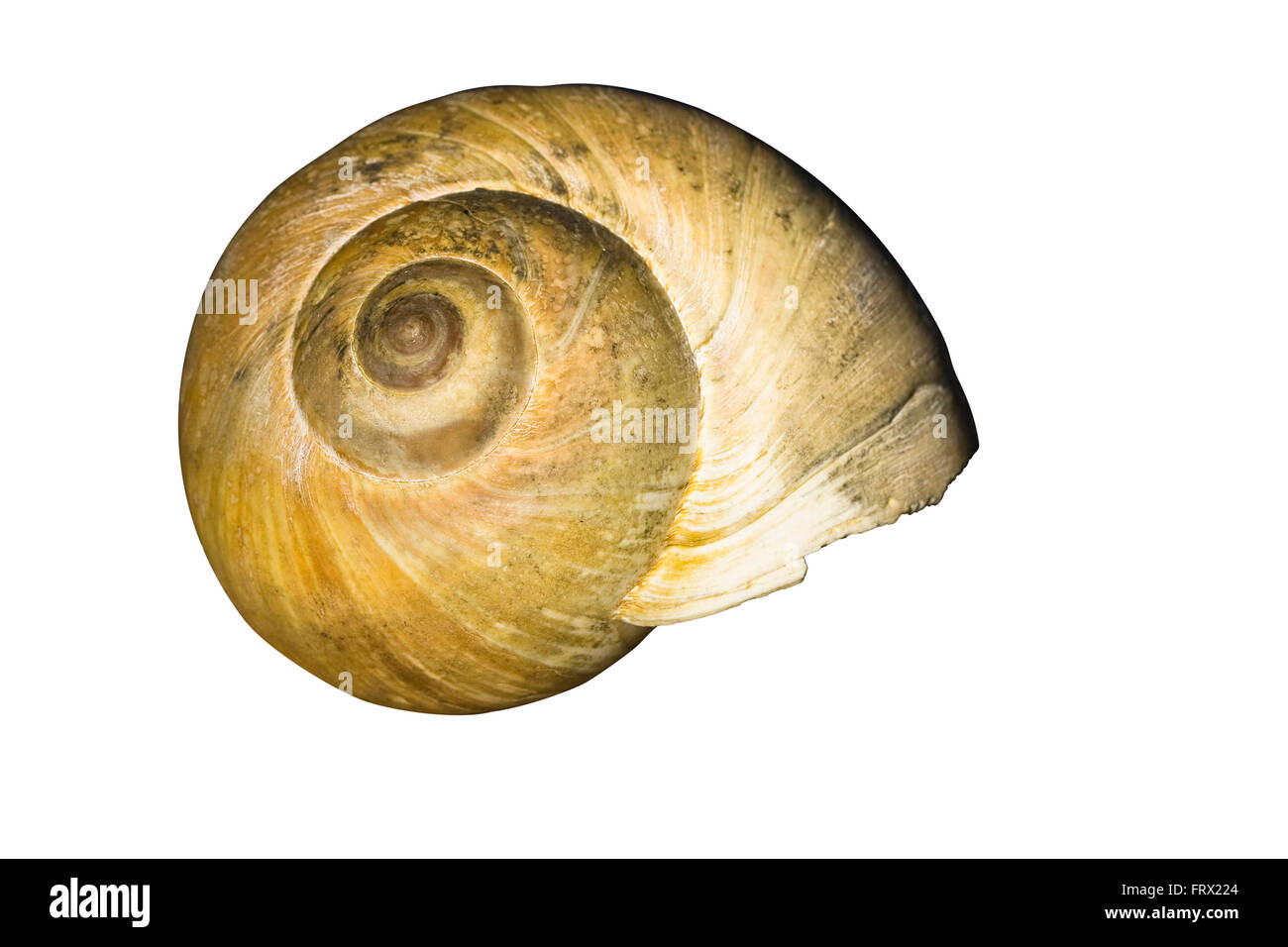 Cut Out. Grand Nord brun clair lune coquille d'escargot isolé sur fond blanc Banque D'Images