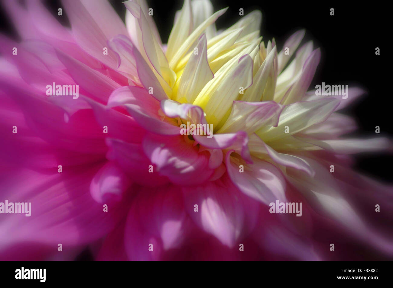 Chrysanthème jaune et rose Banque D'Images