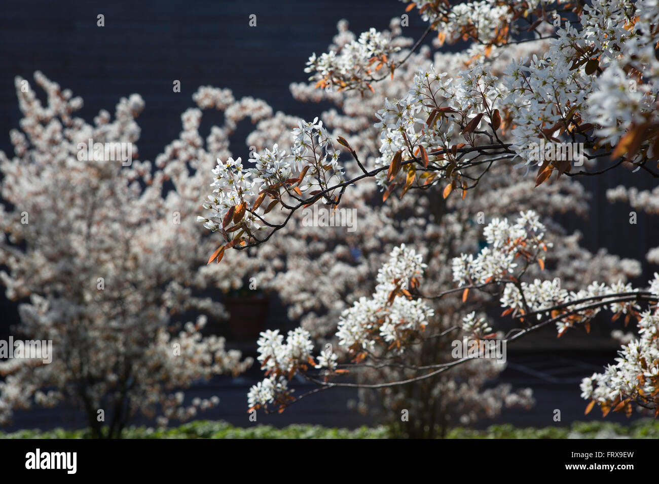 Fleur décorative blanche dans le vent sur une journée ensoleillée sur un petit arbre. Banque D'Images