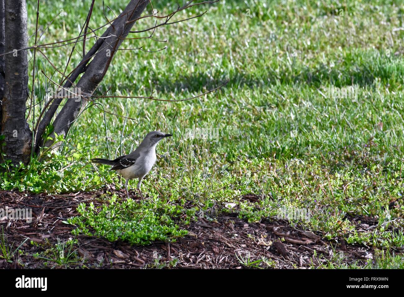 Oiseau commun sur une journée de printemps ensoleillée Banque D'Images