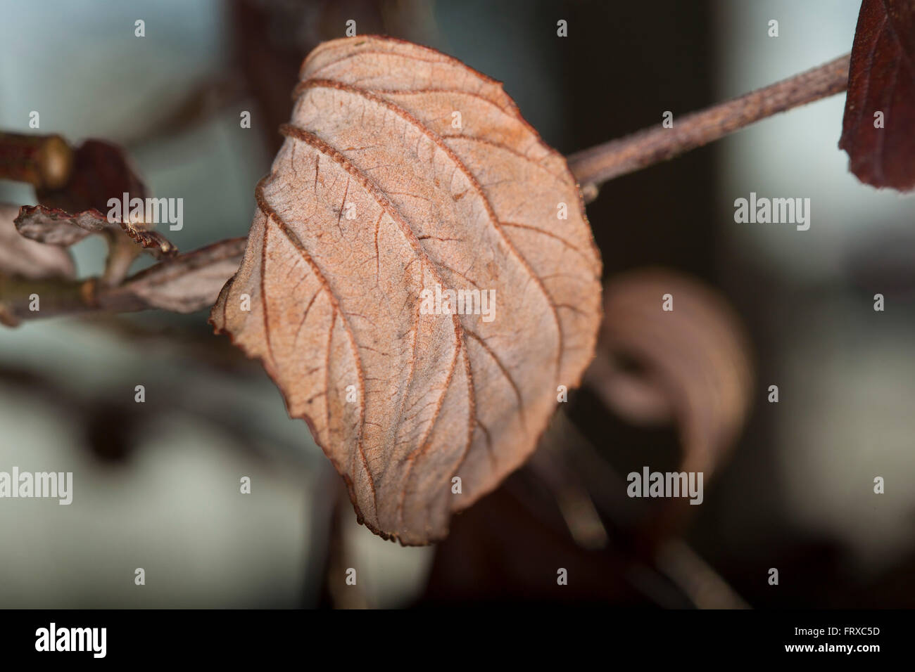 Gros plan d'une feuille sur une Californienne lilac bush, morts et secs après un long et rude hiver. Banque D'Images