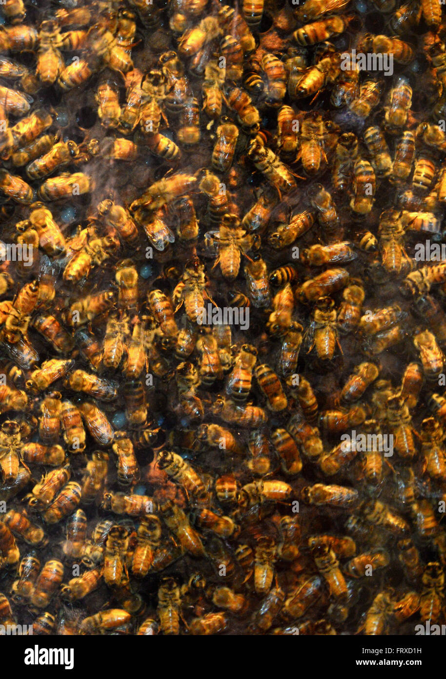 Dans les abeilles, bourdons, musée du désert du Néguev d'Arava, South-Israel, Israël Banque D'Images