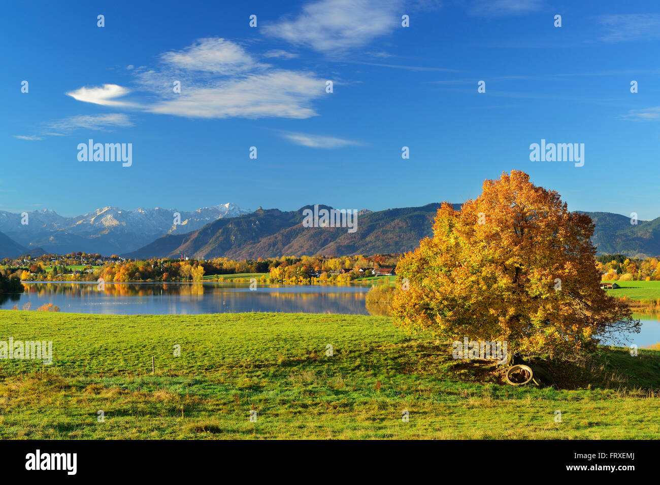 Couleurs d'automne dans l'arbre en face du lac Riegsee et gamme Wetterstein avec Zugspitze, lake Riegsee, terres, contreforts Blaues bavarois, Haute-Bavière, Bavière, Allemagne Banque D'Images