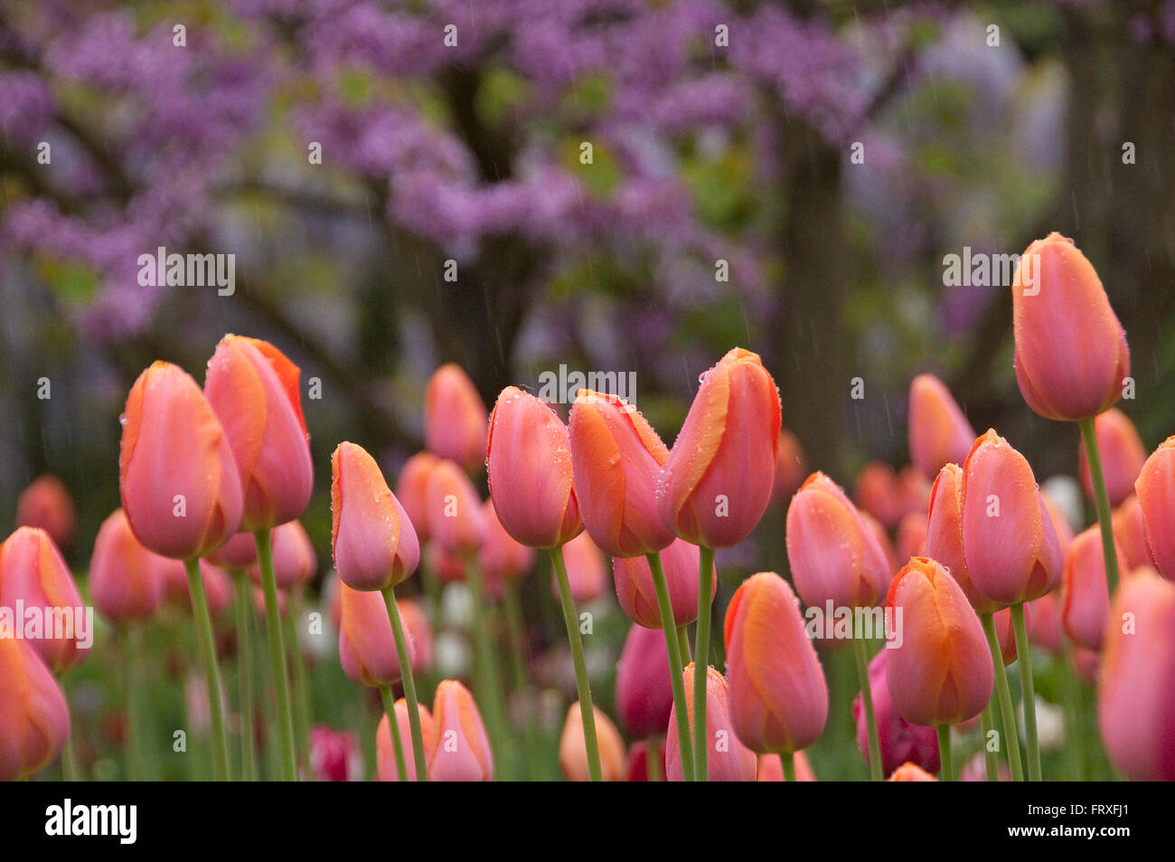 Tulipes sur Hermannshof Weinheim, Bade-Wurtemberg, Allemagne, Europe Banque D'Images