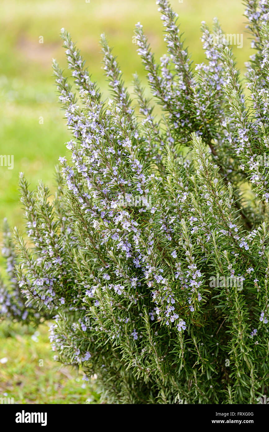 Rosemary plant isolé dans la campagne en plein air Banque D'Images