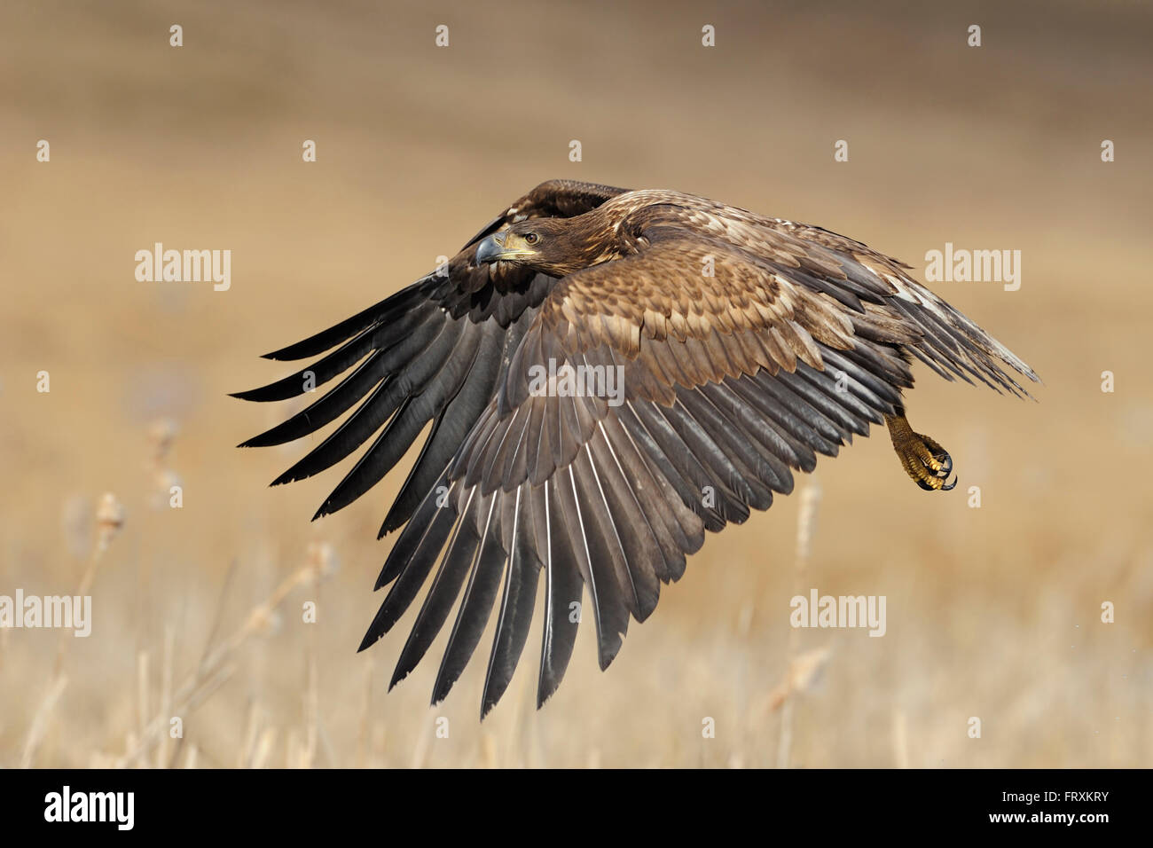 Aigle à queue blanche / aigle de mer ( Haliaeetus albicilla ), immature en vol puissant, survolant les zones humides, la faune, l'Europe. Banque D'Images