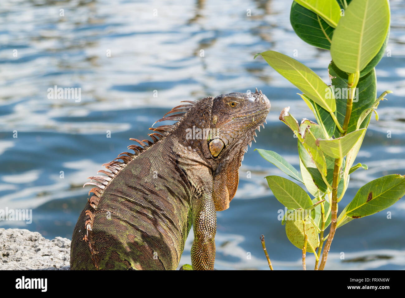 Portrait de l'iguane commun dans le sud de la Floride, USA Banque D'Images