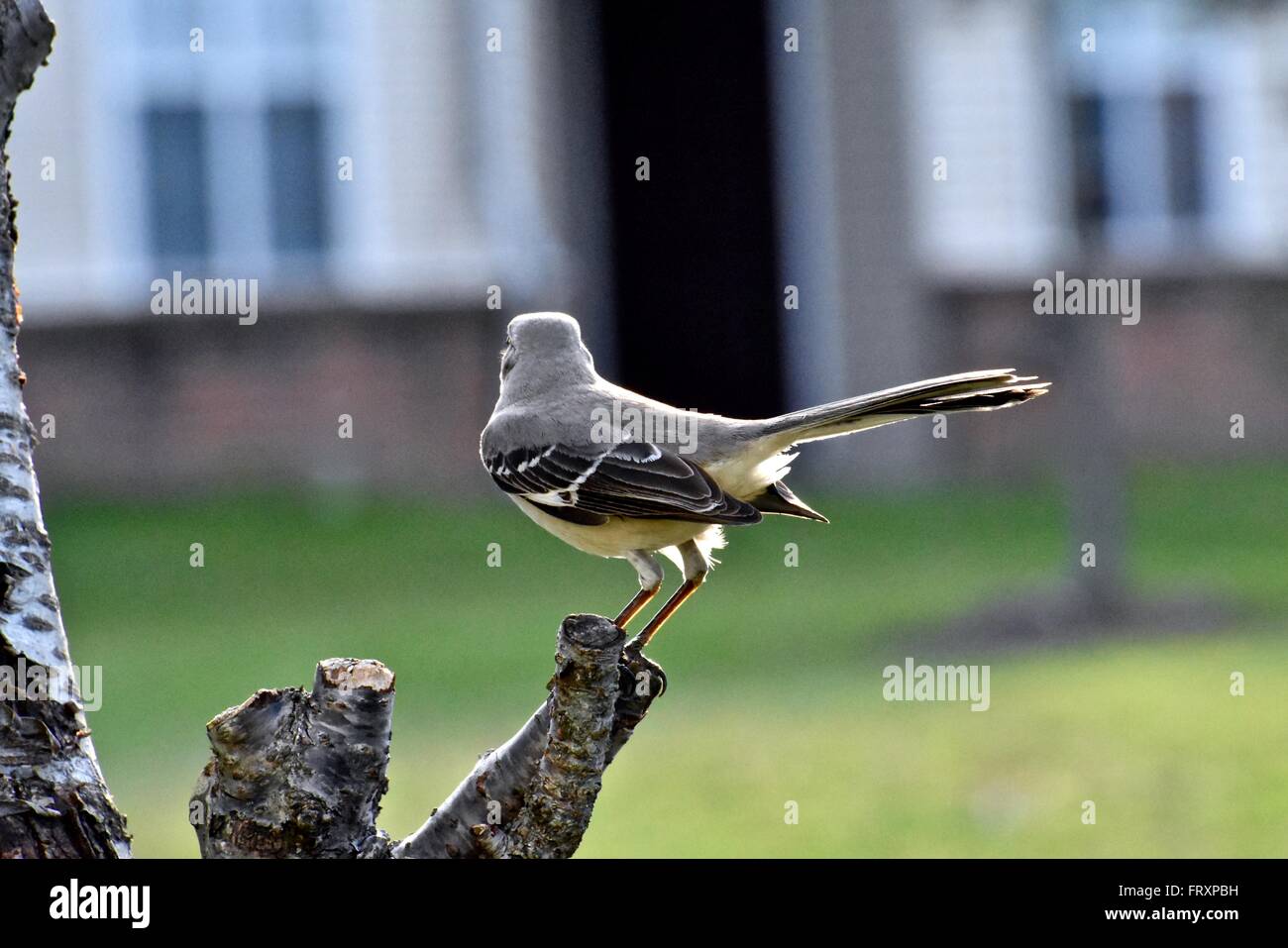 Bel oiseau sur une journée de printemps ensoleillée Banque D'Images