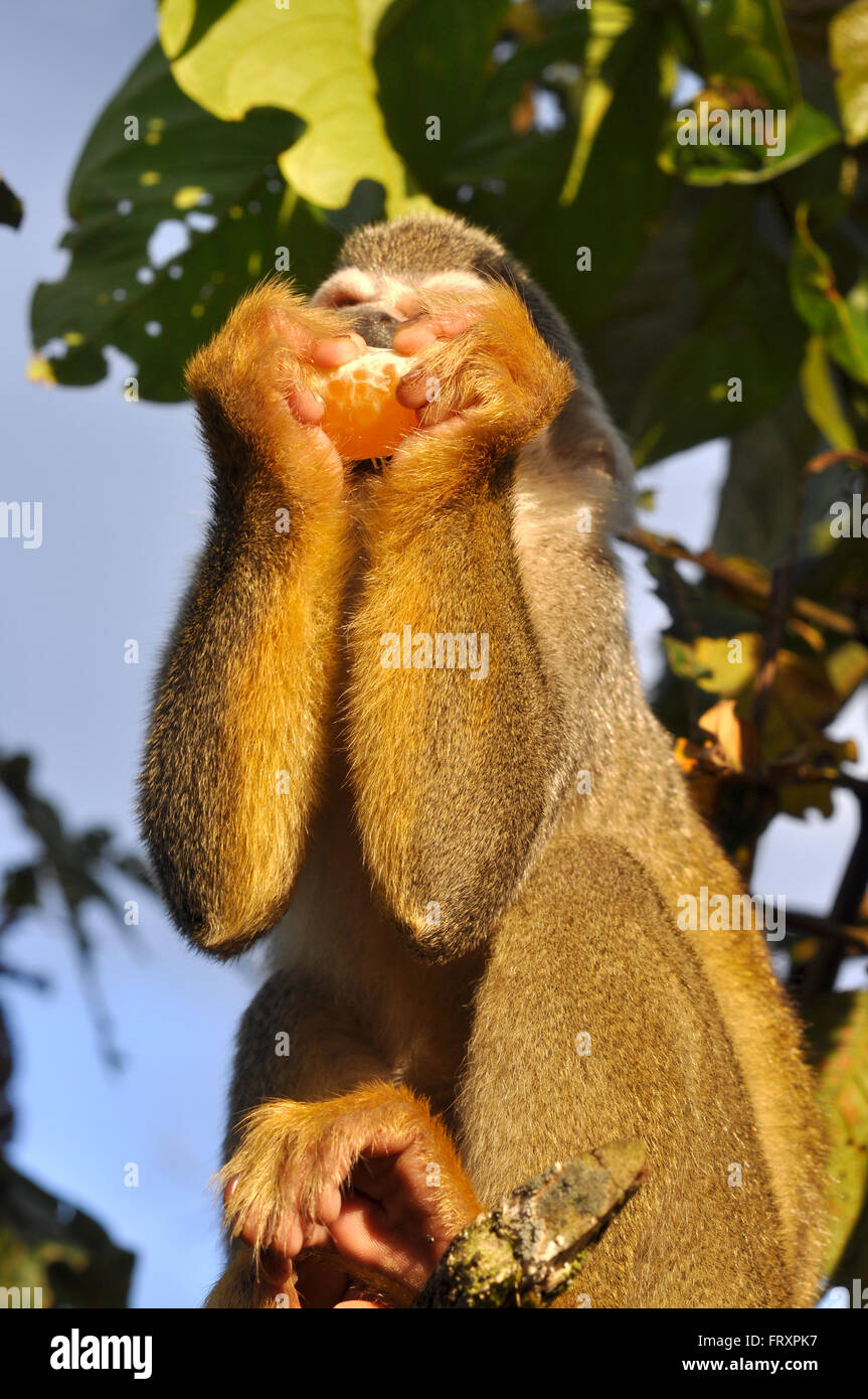 Singe écureuil boire du jus de fruits Banque D'Images