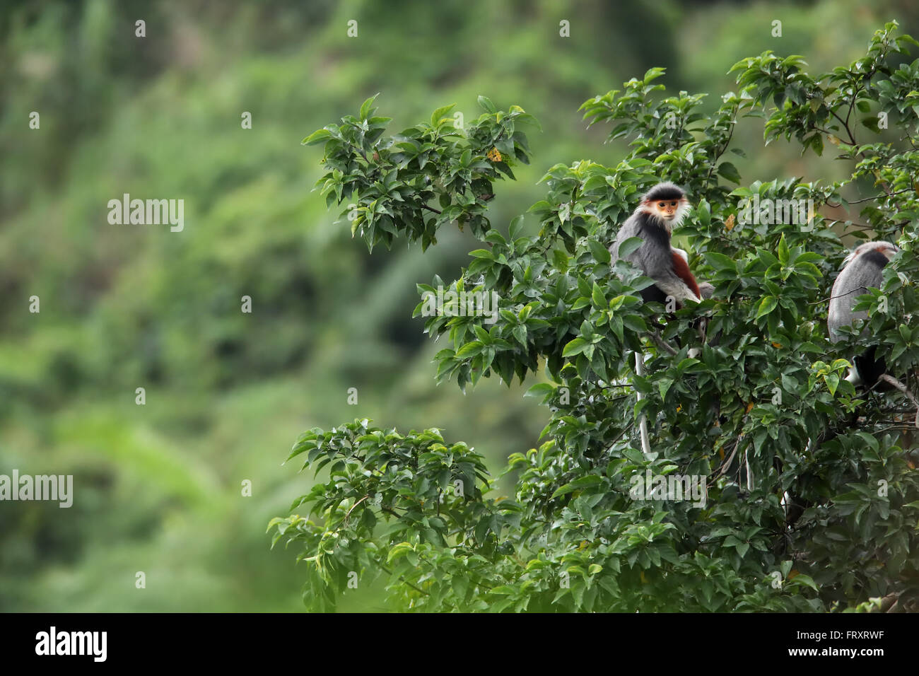 Un rouge immature-shanked Douc Langur à l'état sauvage, cette espèce est un primate endémique au Vietnam et au Laos Banque D'Images