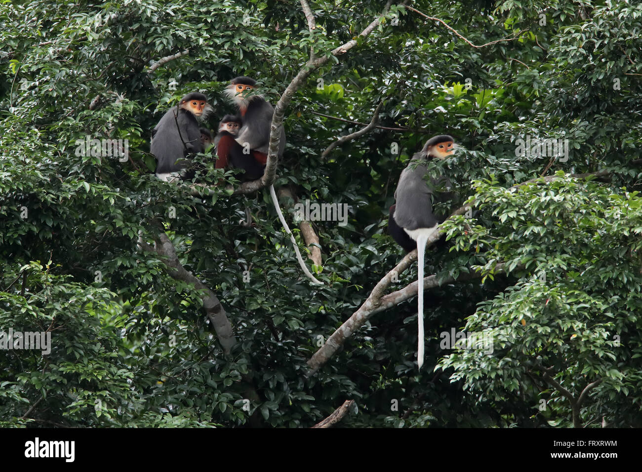 Un rouge-shanked Douc Langur famille, au Vietnam et au Laos, les espèces de primates endémiques Banque D'Images