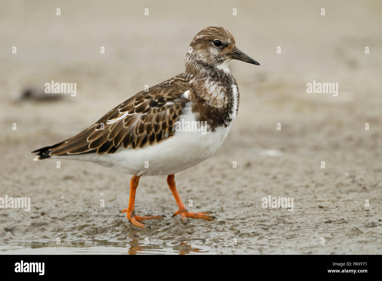 Turnstone / Steinwaelzer ( Arenaria interpres ), corps entier, vue de côté, sur un plat de boue dans la mer des wadden, son habitat typique, la faune, l'Europe. Banque D'Images