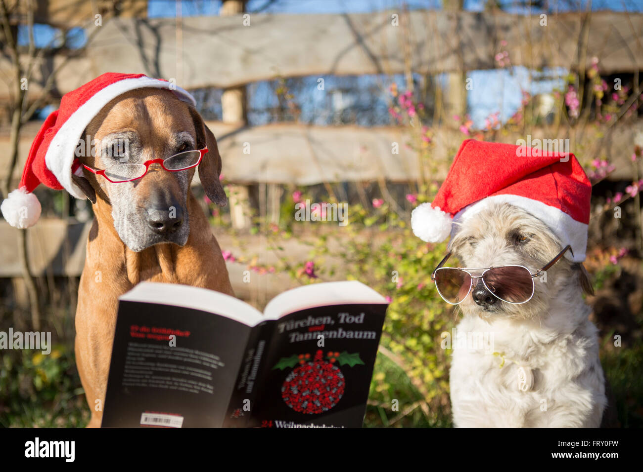 Deux chiens (Canis lupus familiaris) avec Noël chapeaux, lunettes et thriller Noël, Brandebourg, Allemagne Banque D'Images