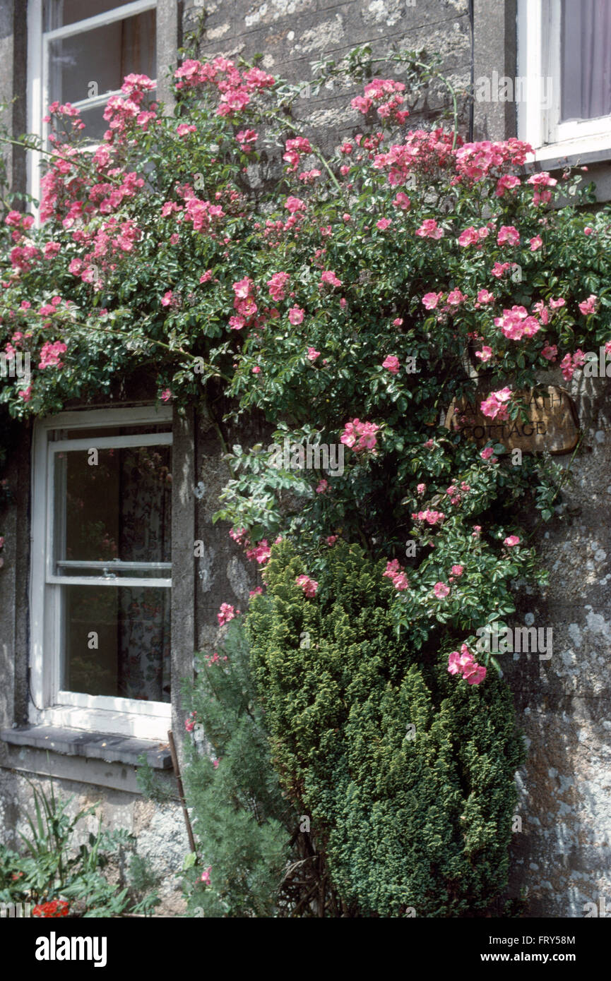 Close-up of pink roses d'escalade sur un mur cottage Banque D'Images