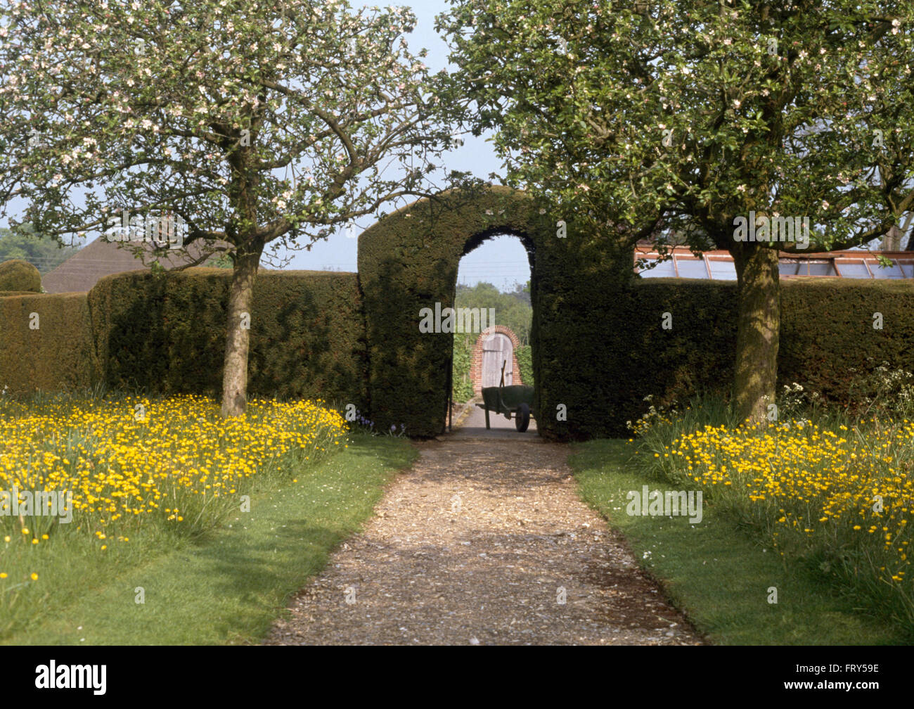 De plus en plus renoncules chaque côté d'un chemin à travers une nature sauvage avec un jardin de printemps clipsé et couverture arch Banque D'Images