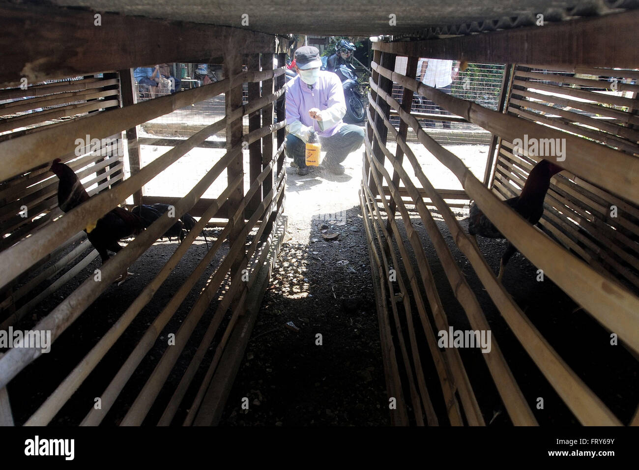 Jakarta, Indonésie. 24Th Mar, 2016. Un travailleur de Jakarta's Maritime, l'agriculture et la souveraineté alimentaire sprays désinfectants à poulaillers pendant une opération qui vise à prévenir la propagation du virus de la grippe aviaire à Jakarta, Indonésie, le 24 mars 2016. L'administration de la ville de Jakarta est le maintien d'une alerte concernant la possible propagation du virus de la grippe aviaire, après la mort d'environ 20 poulets infectés dans le sud de Jakarta, Cilandak, la semaine dernière. Pas de l'homme auraient été infectées par la grippe d'oiseau depuis. © D P Gunadi/Xinhua/Alamy Live News Banque D'Images