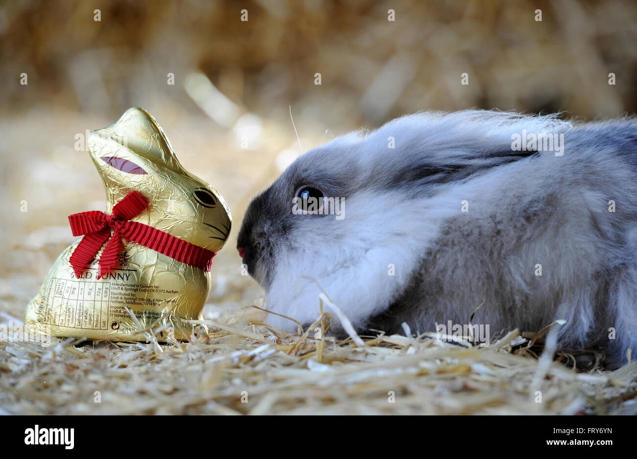 Smithills ferme ouverte, Bolton, Royaume-Uni. 24 mars, 2016. Un lapin Tête de Lion est très egg-cité pour Pâques comme il tailles jusqu'à un lapin en chocolat Smithills ferme ouverte, Bolton. Crédit : Paul Heyes/Alamy Live News Banque D'Images