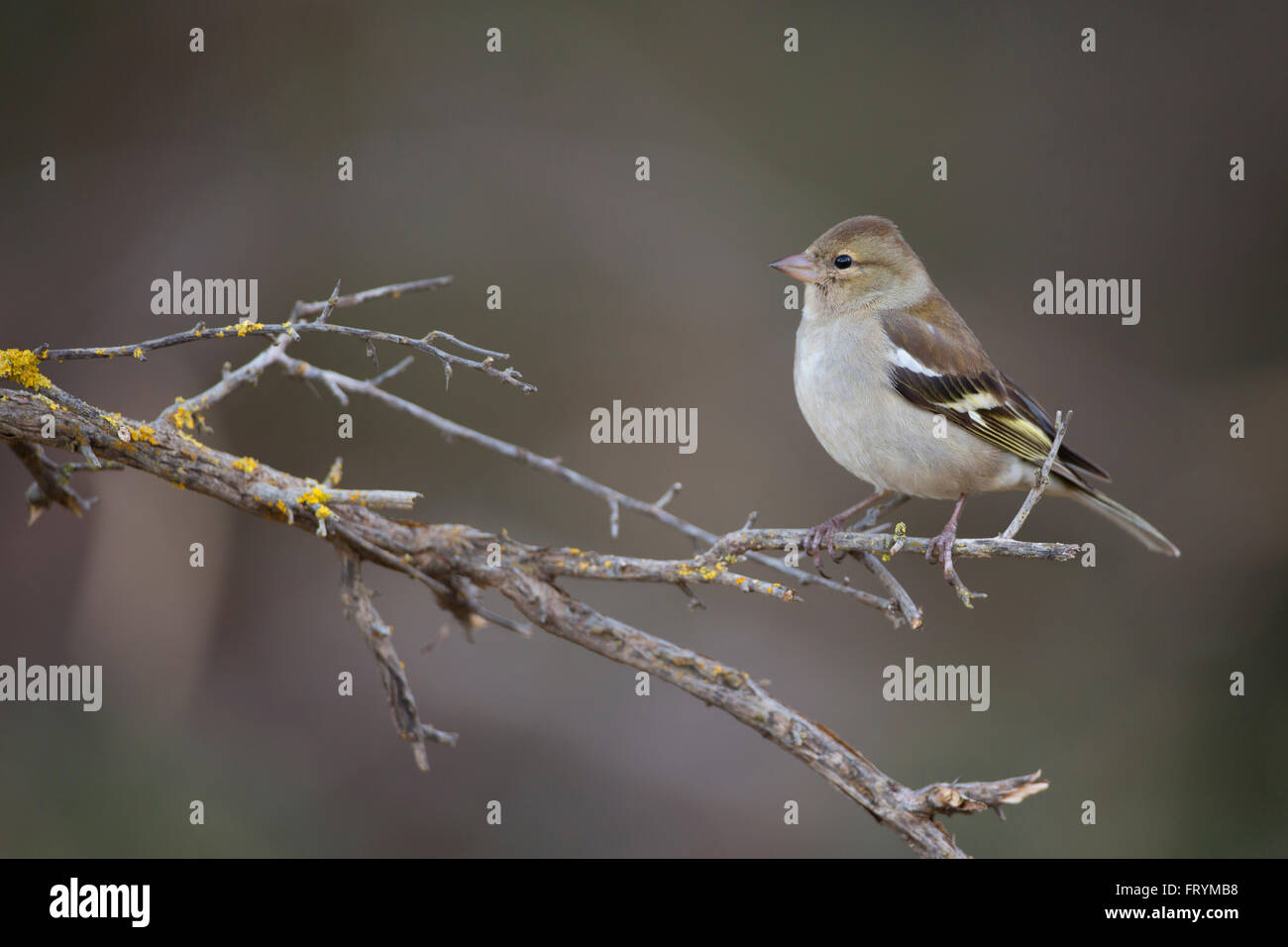 Les femelles (Fringilla coelebs chaffinch) perché sur une branche. Pinsons partielles sont les oiseaux migrateurs qui se nourrit principalement de graines. Banque D'Images