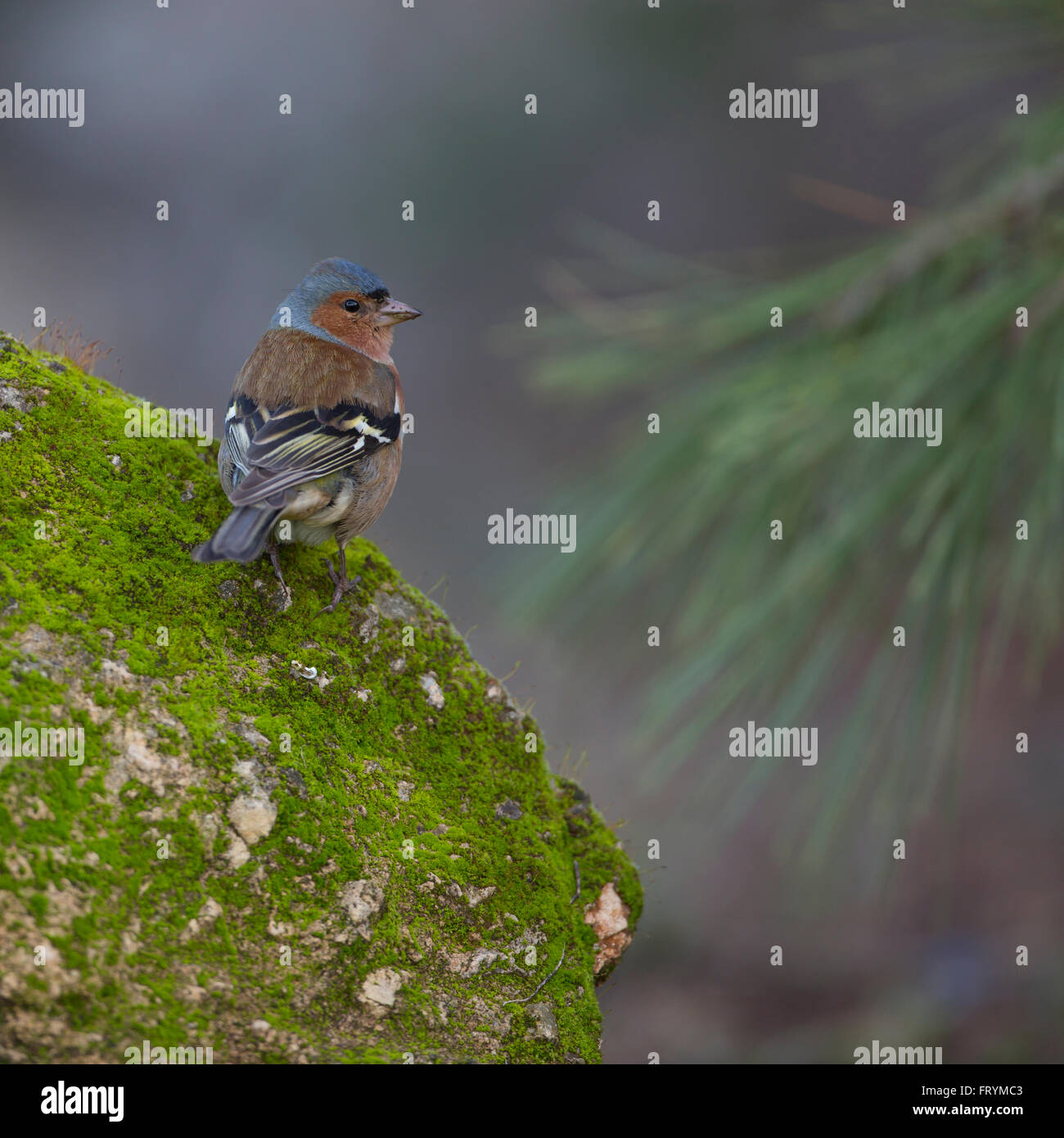 Common chaffinch masculins (Fringilla coelebs) sur un rocher. Pinsons partielles sont les oiseaux migrateurs qui se nourrit principalement de graines. Ils sont fou Banque D'Images