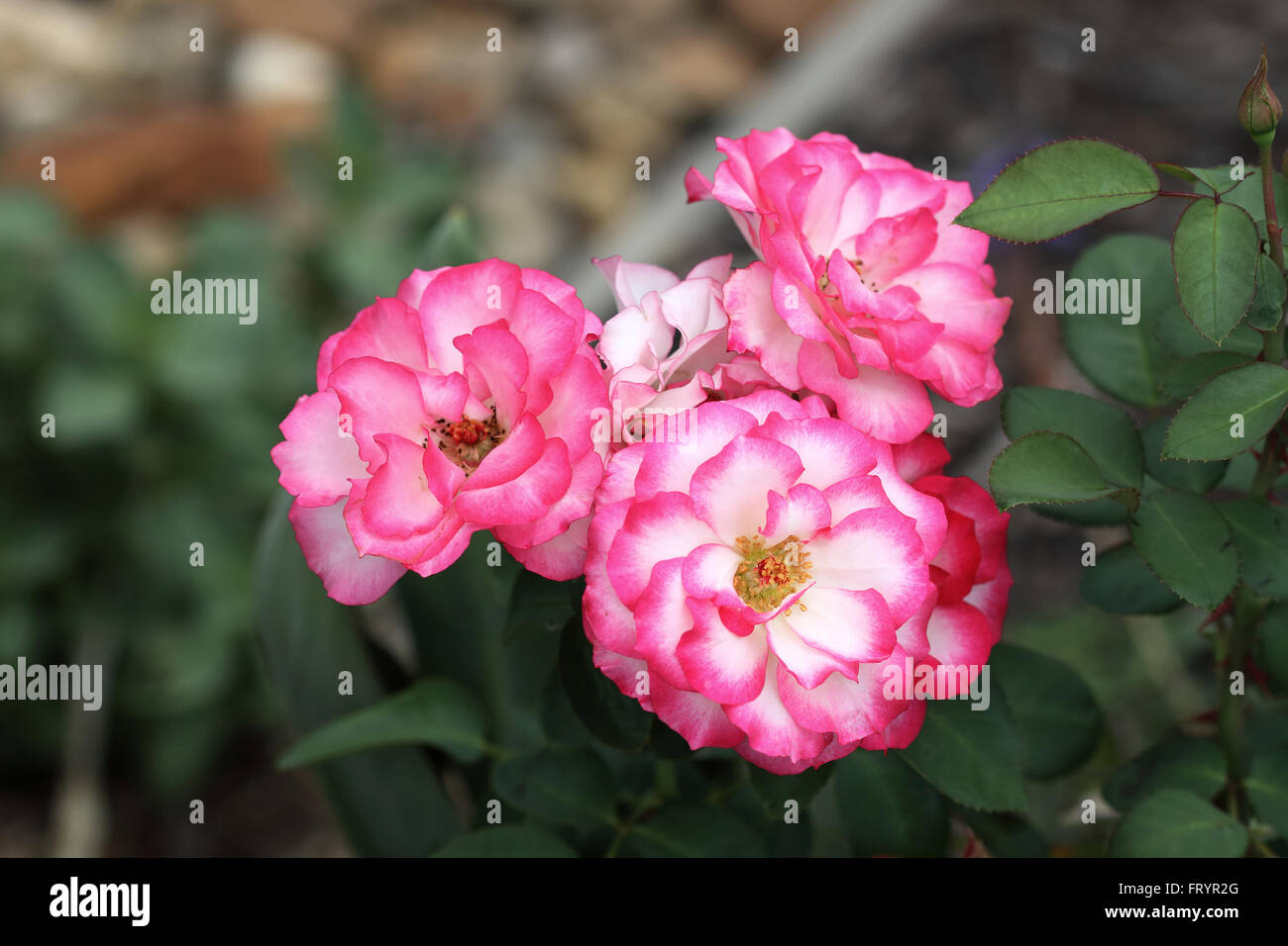 Double Delight roses en pleine floraison Banque D'Images